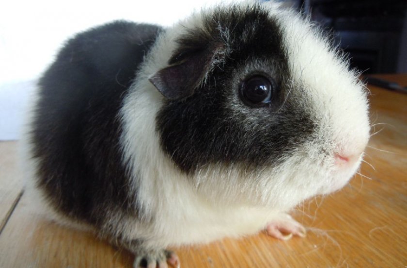 Американский тедди Американский тедди