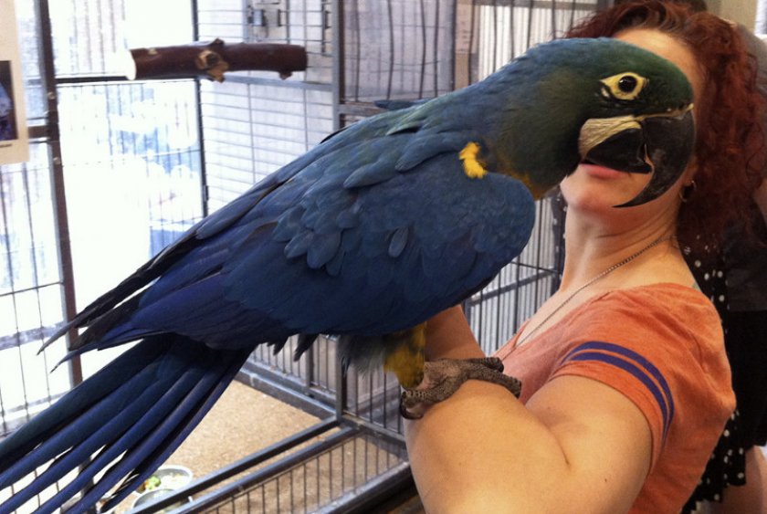 Попугай ара