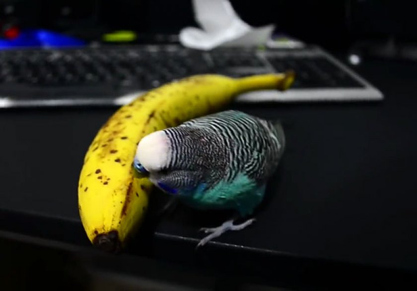 Можно давать попугаям банан. Попугай банан. Попугай груша. Попугай ест банан. Волнистый попугай ест банан.