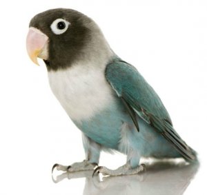 Масковый неразлучник