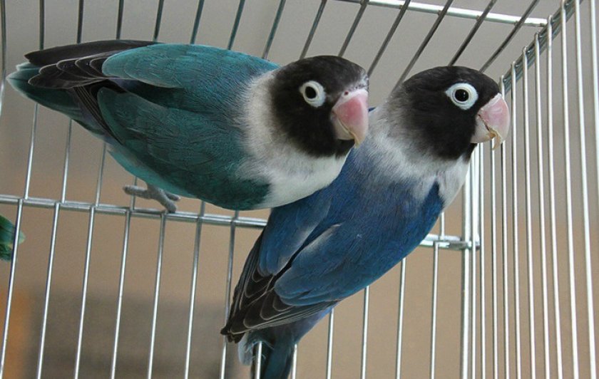 Масковый неразлучник