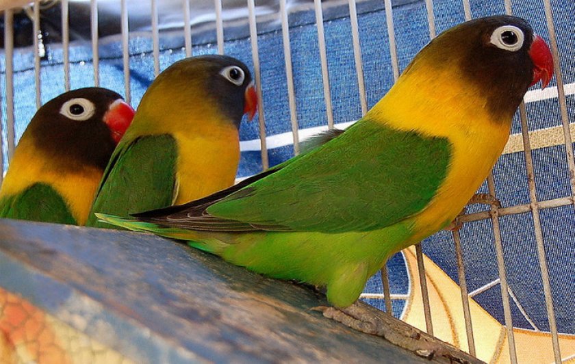 Масковый неразлучник Масковый неразлучник