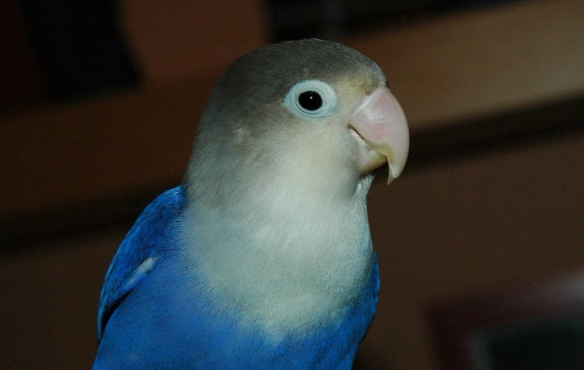 Масковый неразлучник Масковый неразлучник