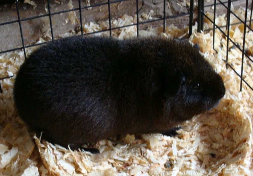 Американский тедди Американский тедди