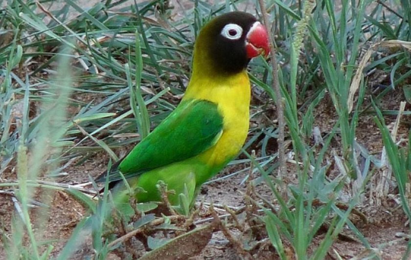 Масковый неразлучник