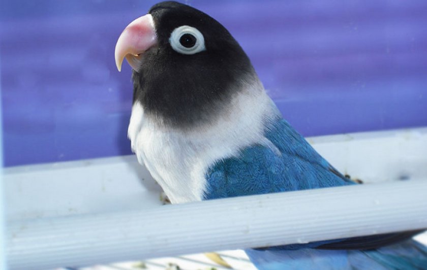 Масковый неразлучник