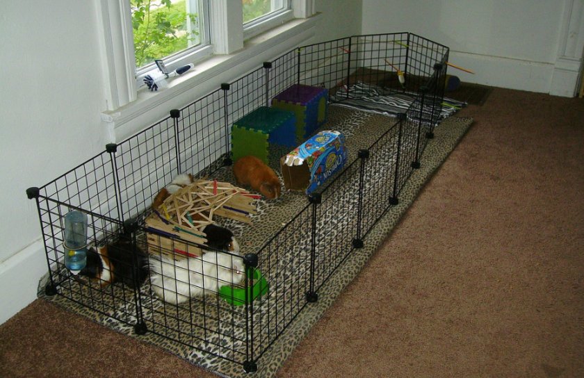 Вольер для морских свинок Вольер для морских свинок