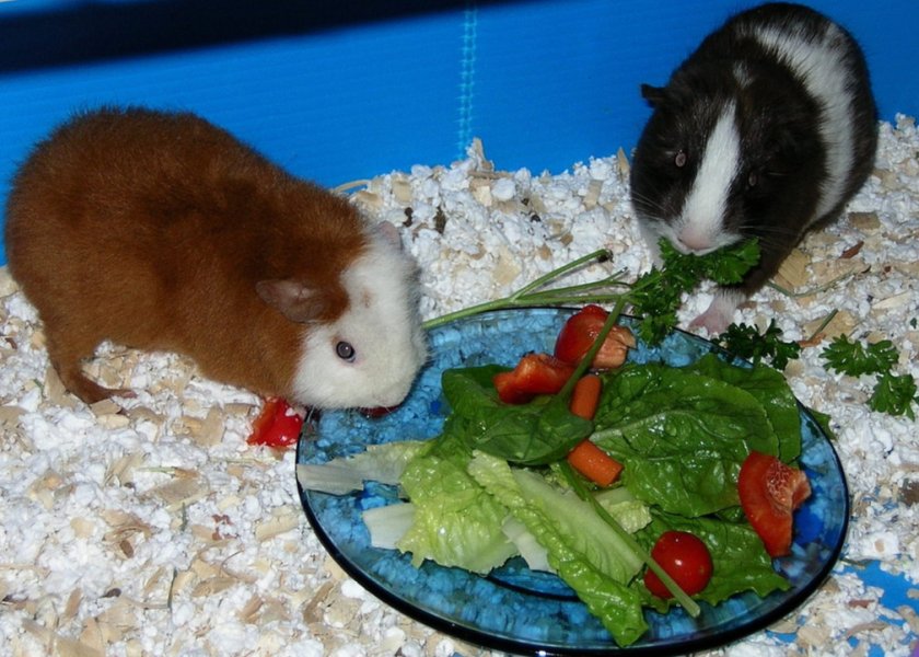 Американский тедди Американский тедди