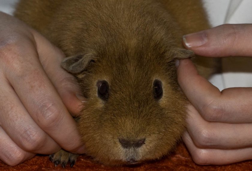 Американский тедди Американский тедди