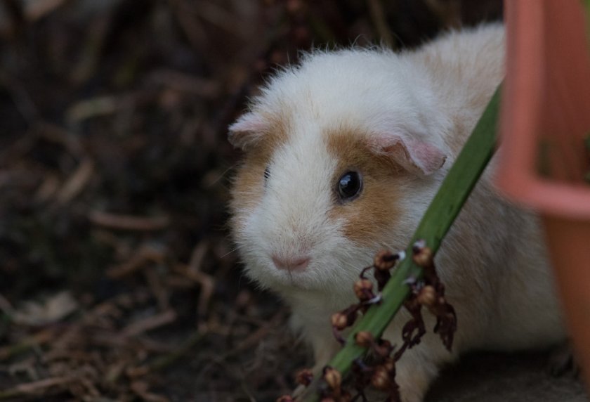 Американский тедди Американский тедди