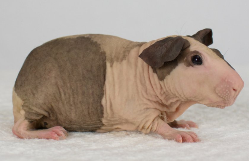 Морская свинка породы болдуин