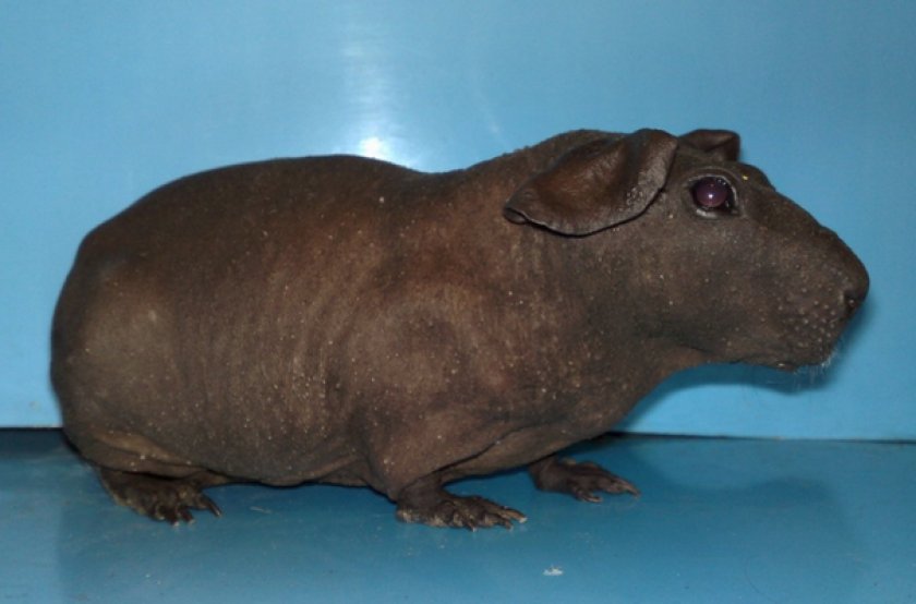 Морская свинка породы болдуин Морская свинка породы болдуин