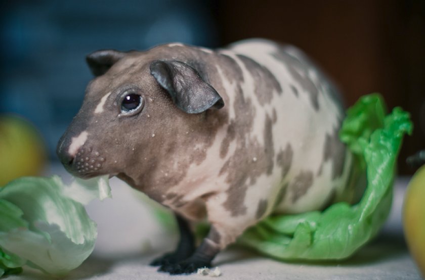 Морская свинка породы болдуин