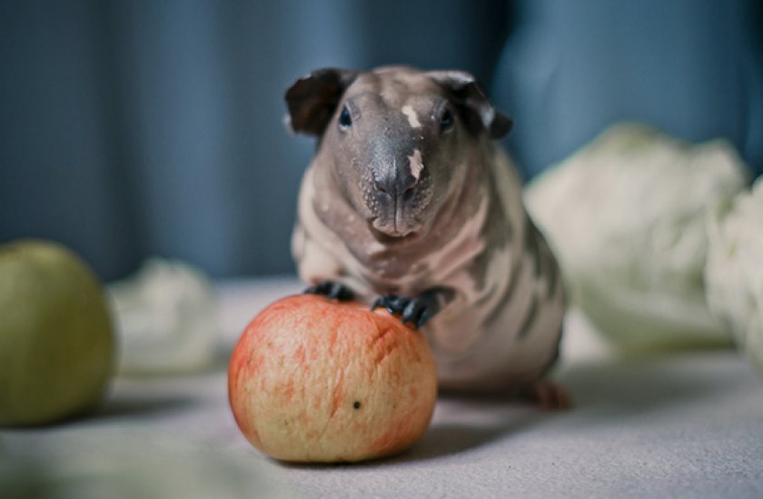 Морская свинка породы болдуин