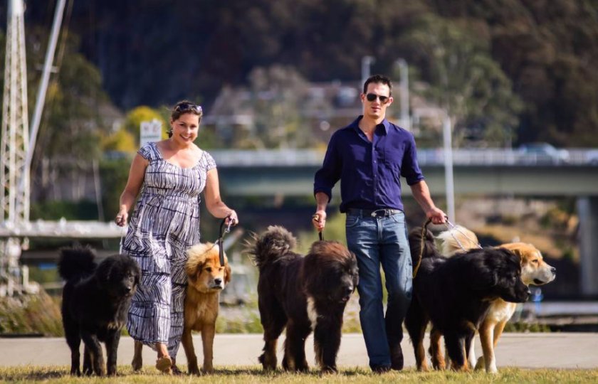 Тибетский мастиф Тибетский мастиф