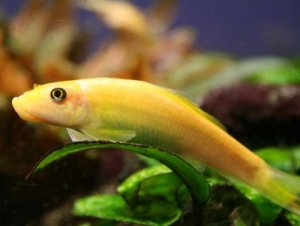 Гиринохейлус