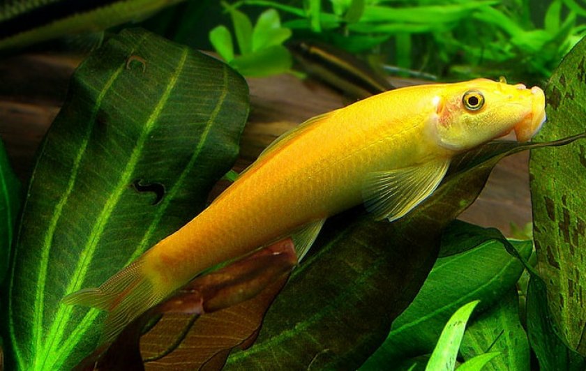 Гиринохейлус