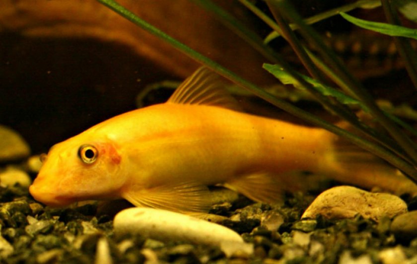 Гиринохейлус Гиринохейлус