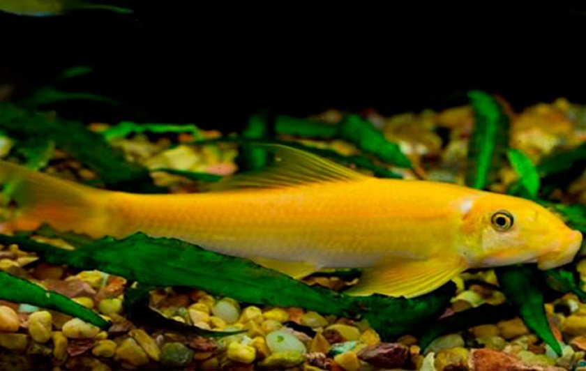 Гиринохейлус Гиринохейлус