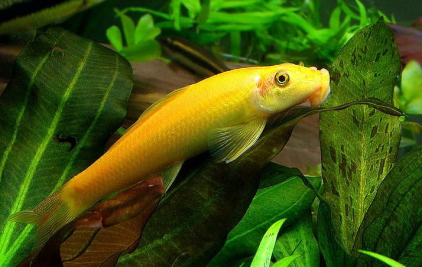 Сом золотой Сом золотой