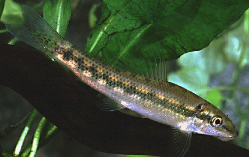 Мраморный Мраморный