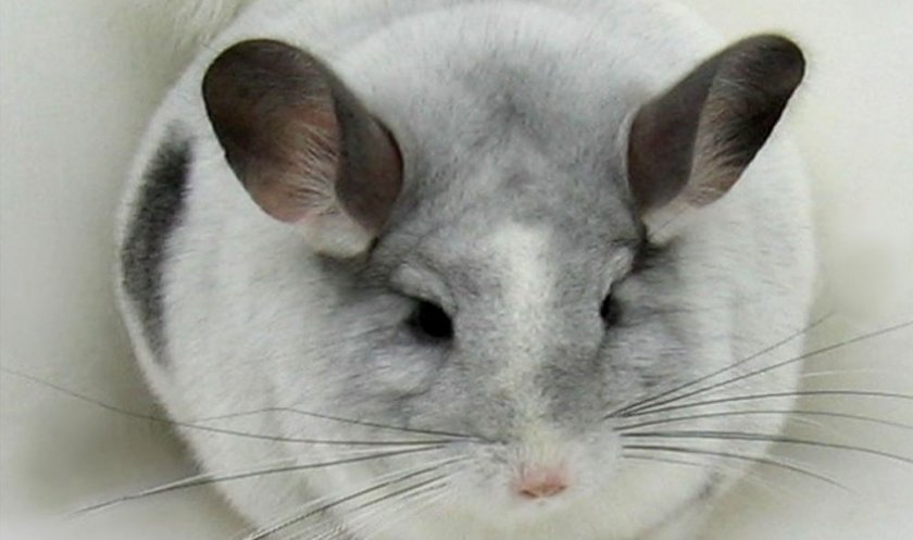 Шиншилла Шиншилла