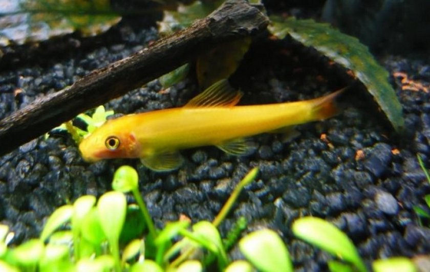 Гиринохейлус