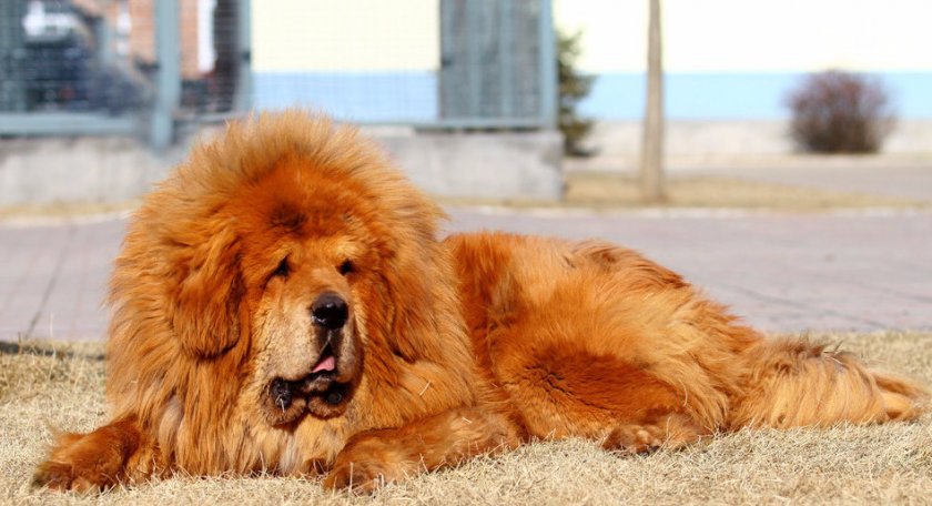 Тибетский мастиф