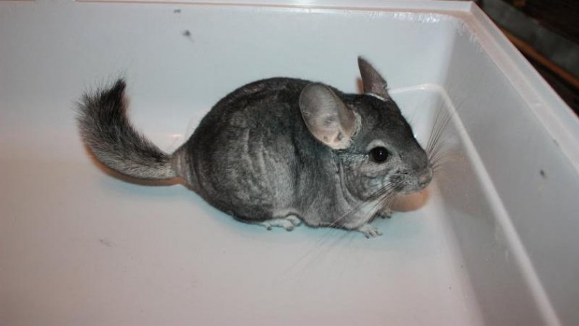 Шиншилла Шиншилла