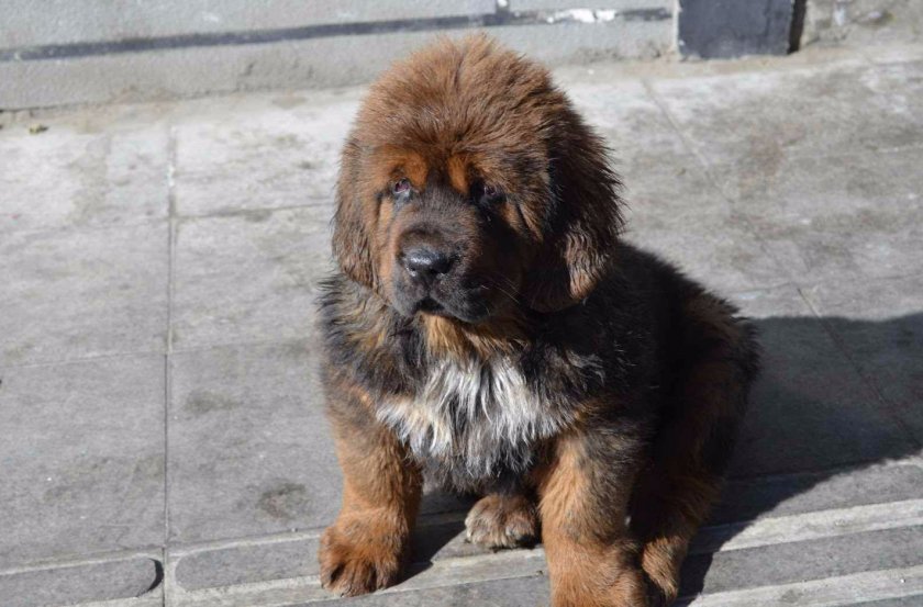 Тибетский мастиф Тибетский мастиф