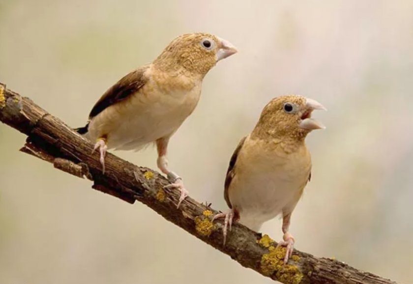 Серебряноклювые амадины Серебряноклювые амадины