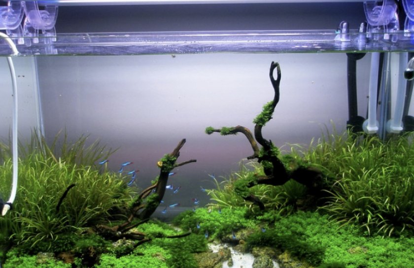 Искусственные растения для аквариума