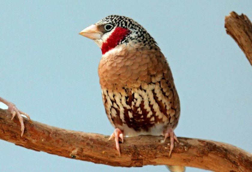 Красногорлая амадина Красногорлая амадина