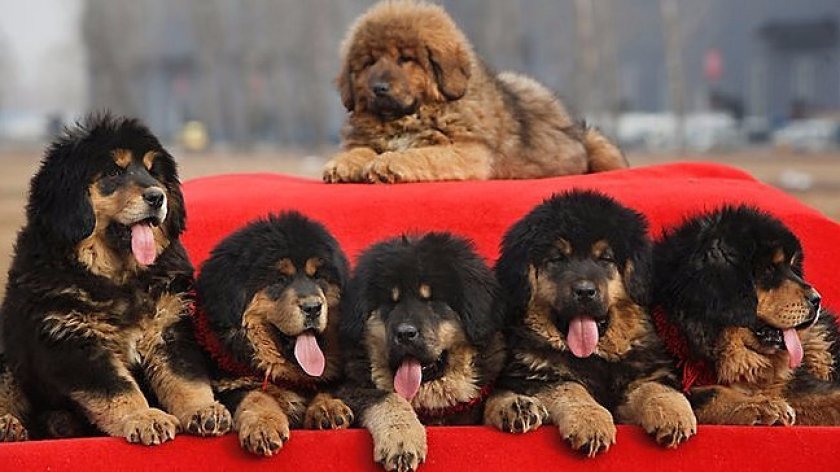 Тибетский мастиф Тибетский мастиф