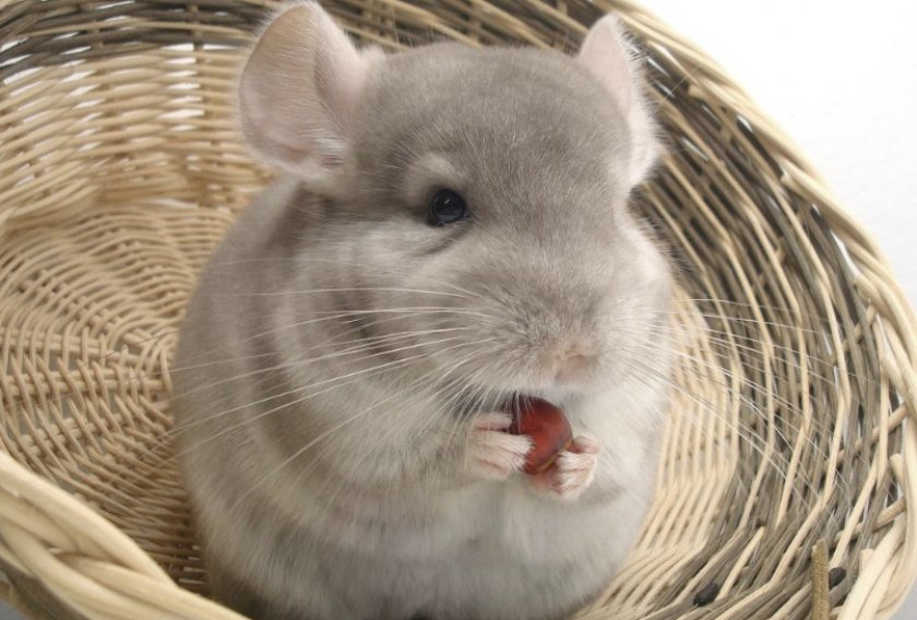 Шиншилла и орех