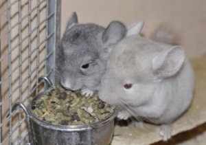 Шиншиллы едят корм
