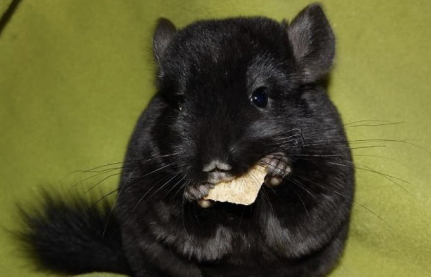 Питание шиншиллы