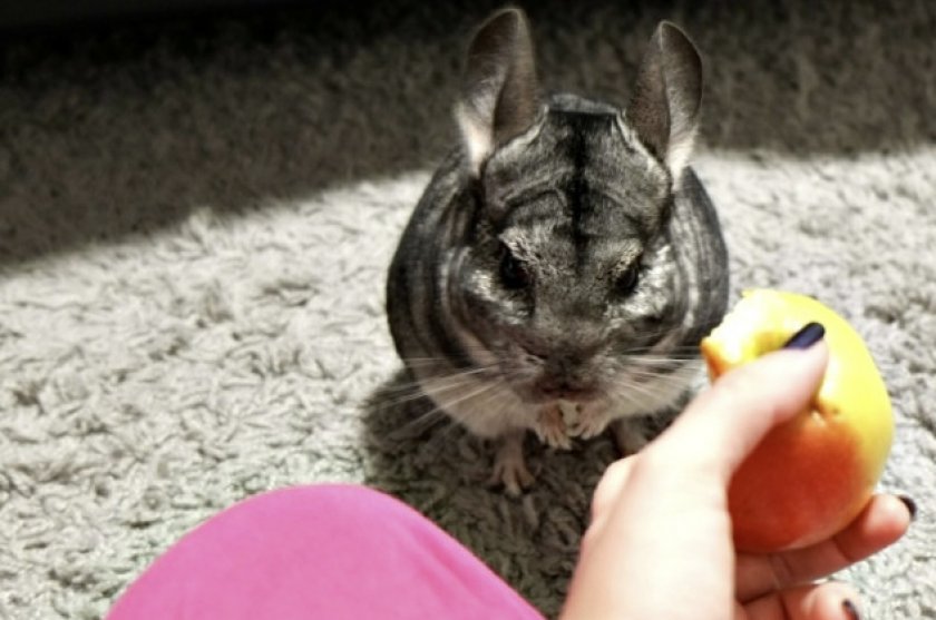 Шиншилла и яблоко