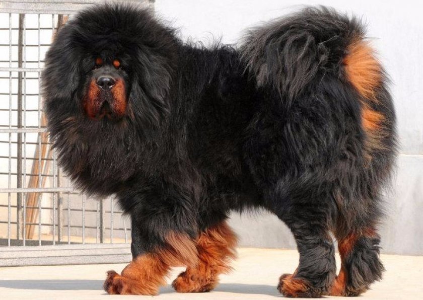 Тибетский мастиф