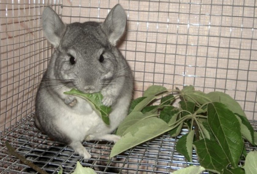 Зелень для шиншиллы