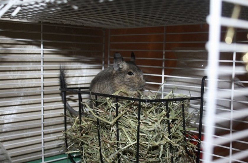 Сено для шиншиллы