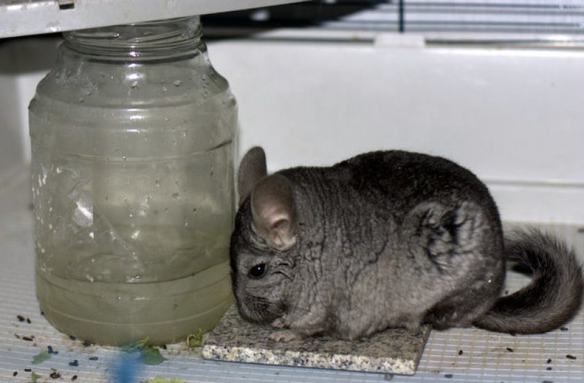 Вода и шиншилла