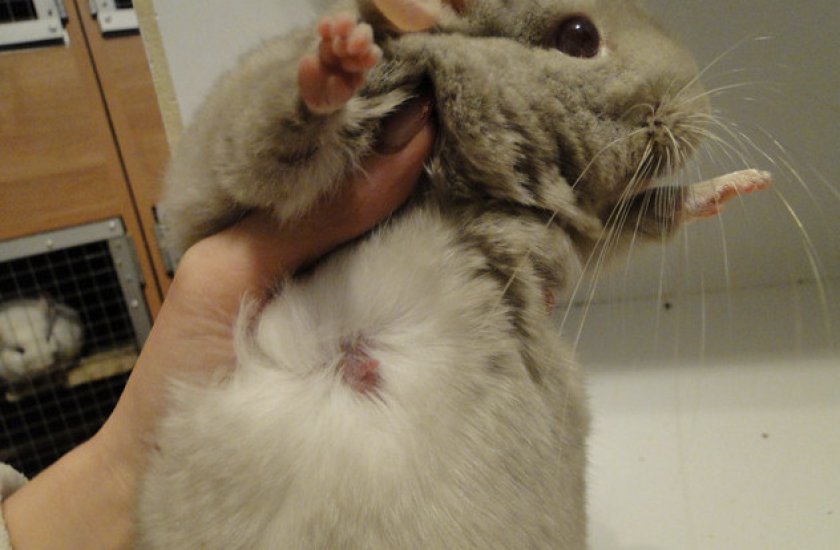 Беременная шиншилла