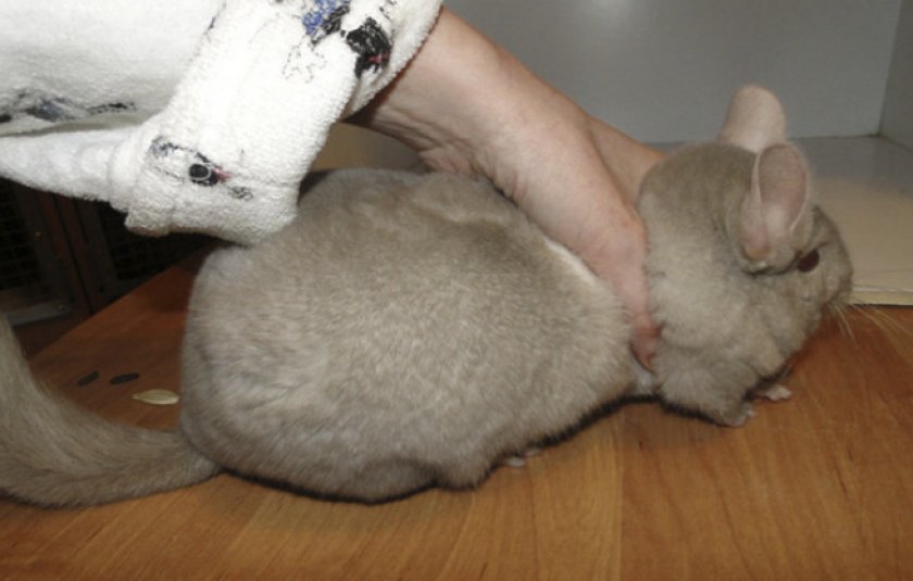 Беременная шиншилла