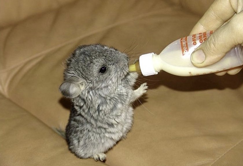 Маленькая шиншилла