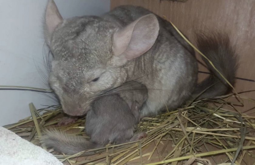 Шиншилла с детёнышами