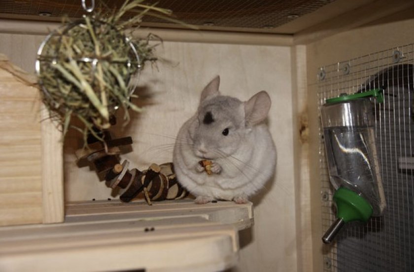 Шиншилла в клетке