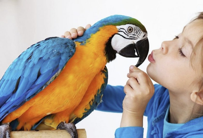 Попугай ара и ребенок Попугай ара и ребенок