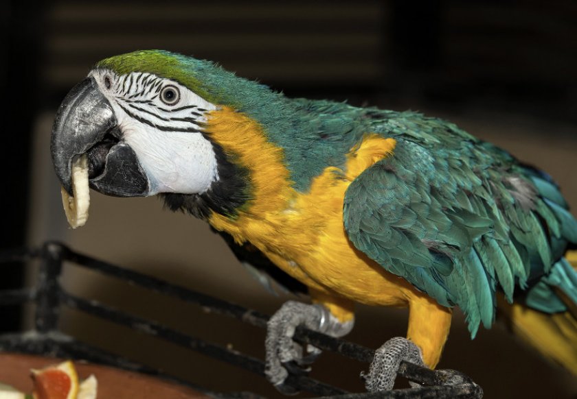 Попугай ара и лакомство Попугай ара и лакомство