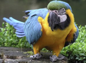 Попугай ара Попугай ара